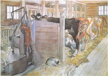 Johana milking the cows